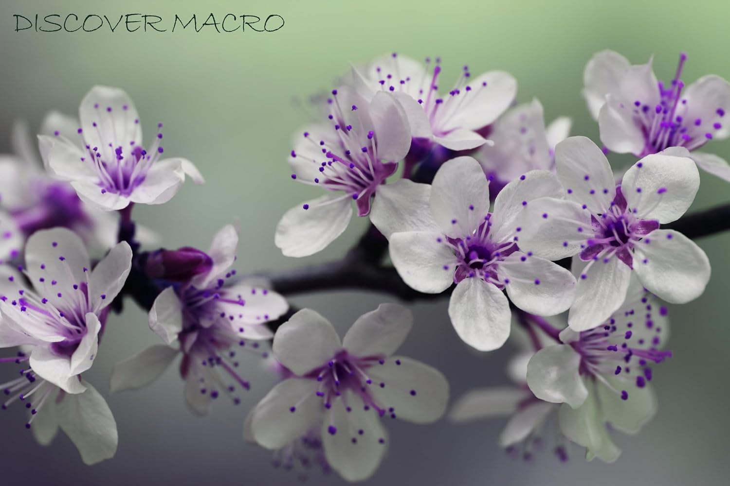 10 lentes de alta definición de 2 elementos de primer plano (Macro) para Nikon, Canon, Sony, Panasonic, Fujifilm, Pentax y Olympus DSLR (1.594 in)