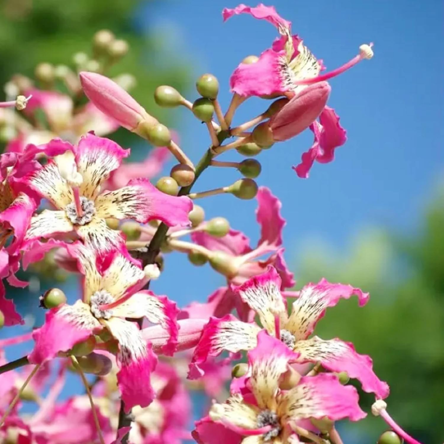 CHUXAY GARDEN Chorisia Speciosa Semillas para plantar hilo de seda Árbol 10 semillas de acento vistoso planta floración Árbol caducifolio llamativa