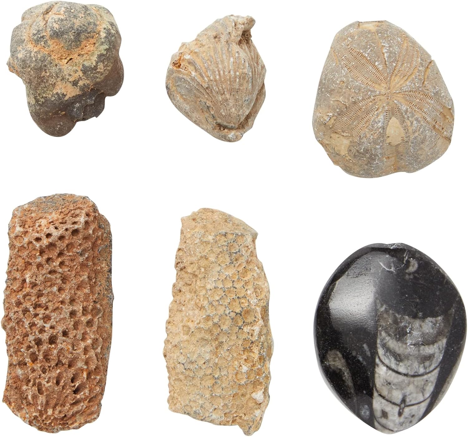 Okuna Outpost Paquete de 20 réplicas de hueso real de Marruecos, trilobite, ortodoceras, diente de tiburón, amonita