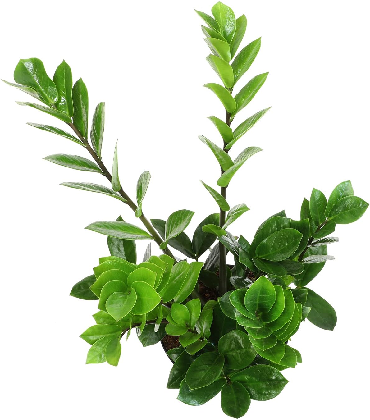 Zamioculcas Zamiifolia de 6 pulgadas, plantas ZZ vivas para interiores, plantas de interior vivas para interiores, plantas de interior vivas,