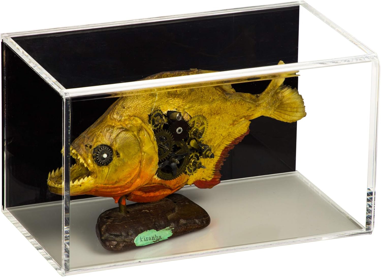 Better Display Cases Vitrina de acrílico versátil con soporte de pared horizontal trasero negro 5.5 “x 5.5” x 9.5 pulgadas (A016-BB-HWM)