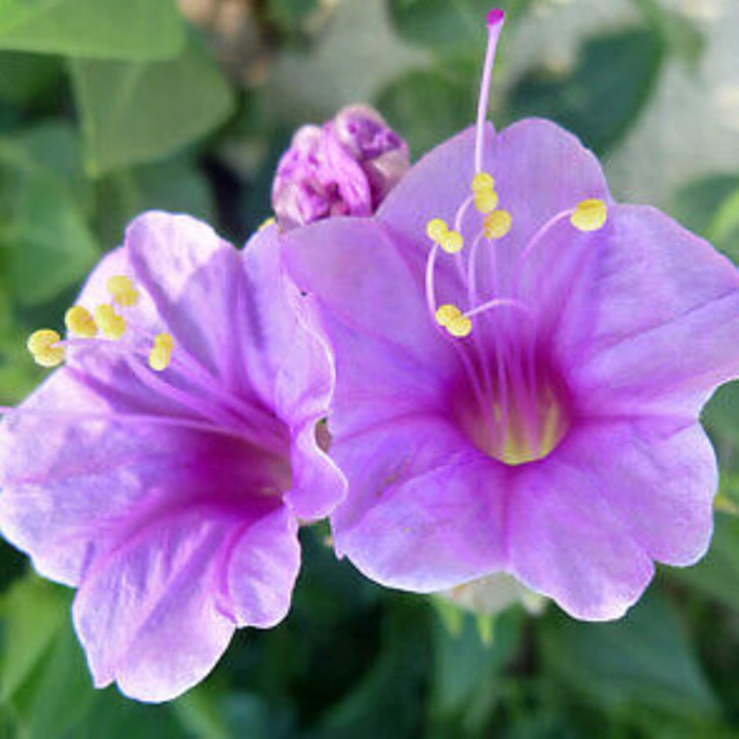 CHUXAY GARDEN 25 semillas de mirabilis de Jalapa de color morado claro, Marvel of Peru, flores fuertes de olor dulce y altamente fragantes que
