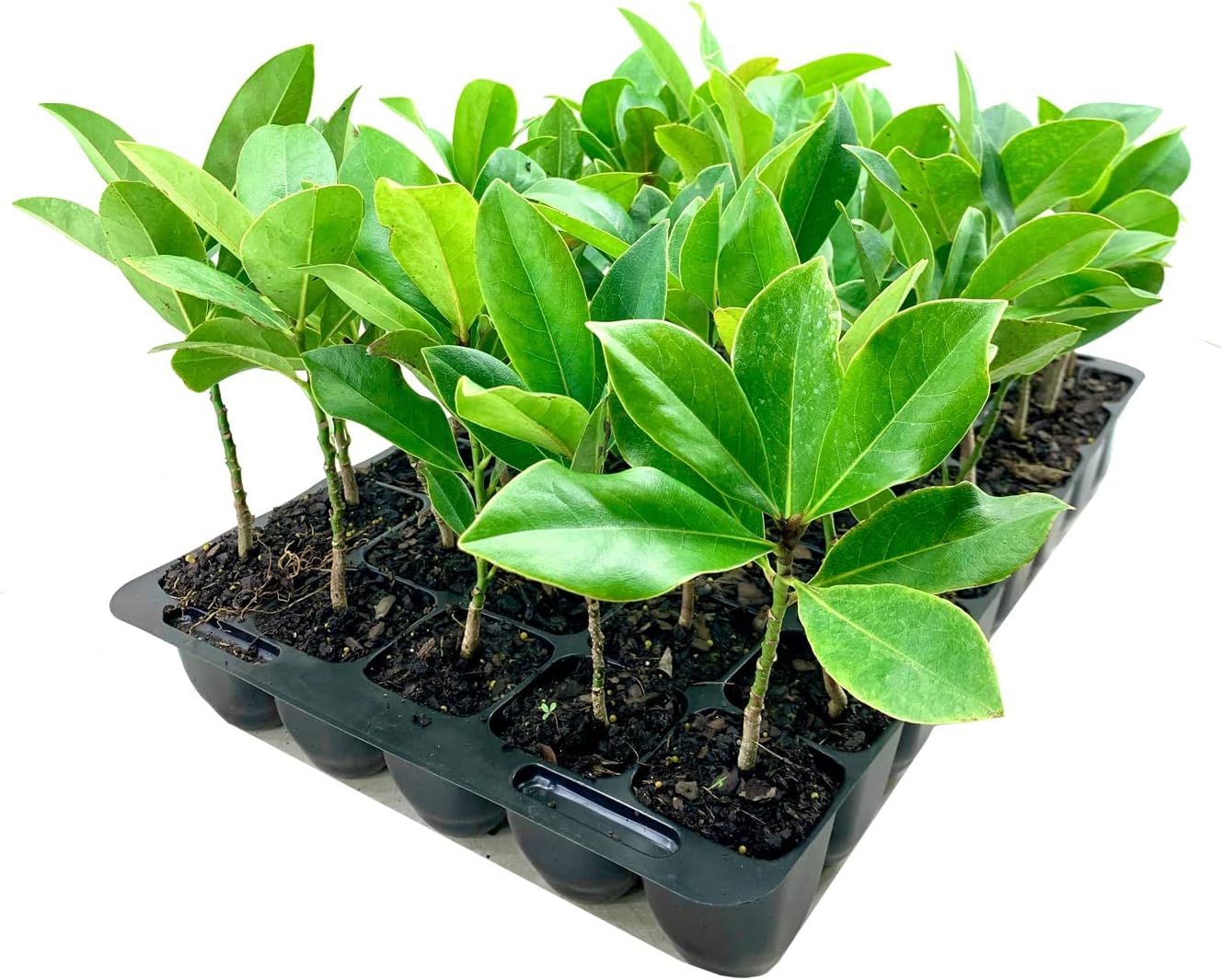 Southern Magnolia Grandiflora  10 árboles vivos  Hermosas flores fragantes de plantas de hoja perenne