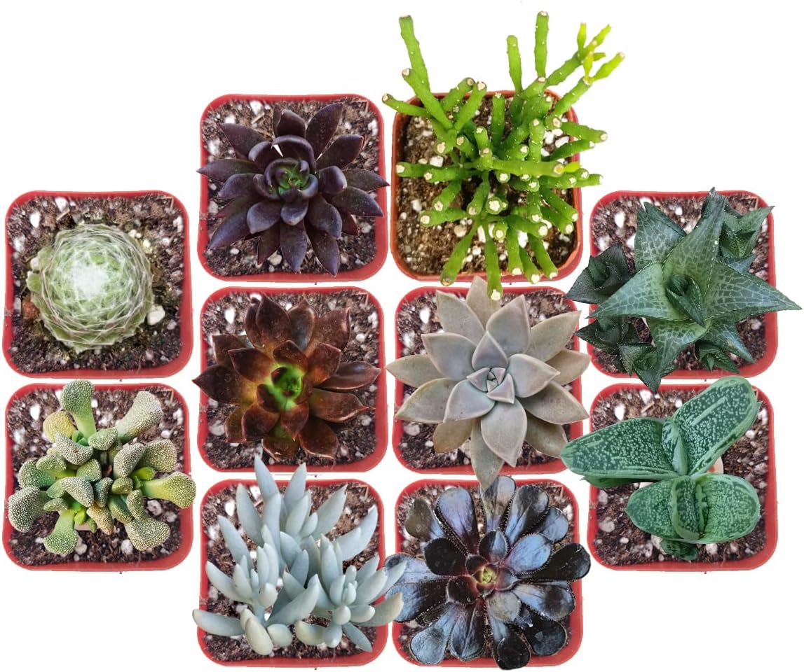 Paquete de suculentas espeluznantes de Halloween  Juego de 246810243648 plantas suculentas únicas (2 suculentas)