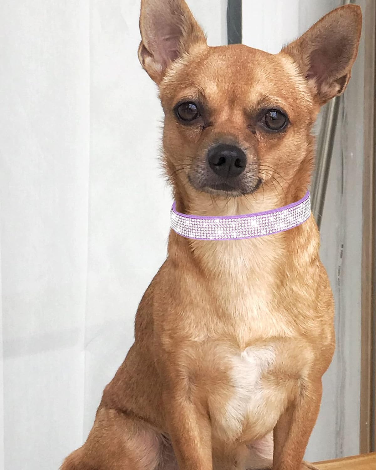 Petank Collar de perro para perros pequeños, medianos y grandes, collar de perro pequeño para hembras, collar de perro rosa, collares de cachorros