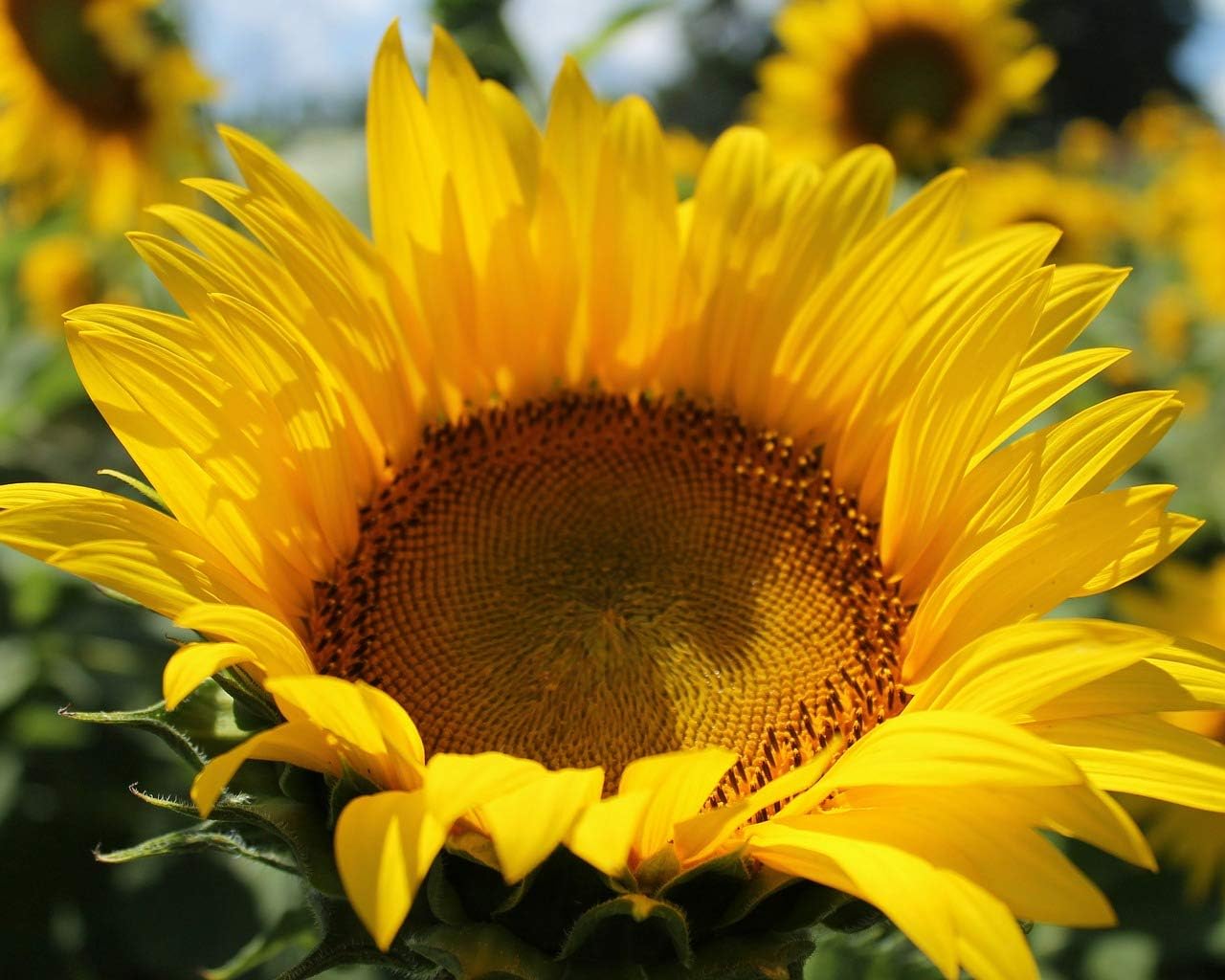CEMEHA SEEDS – Flores anuales de titanes ornamentales gigantes de girasol amarillo para plantar