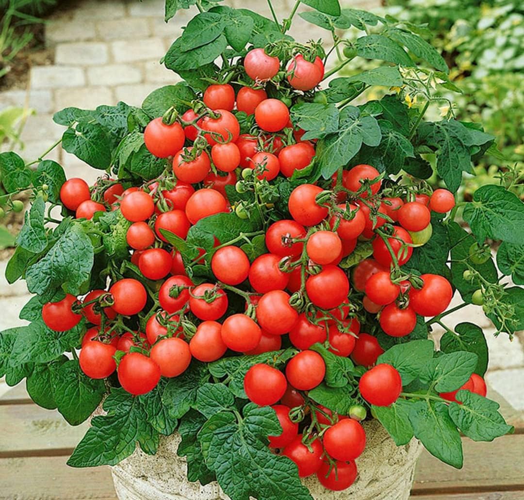 KIRA SEEDS – Tomate rojo de interior – Planta durante todo el año – Vegetales tradicionales – Sin OMG