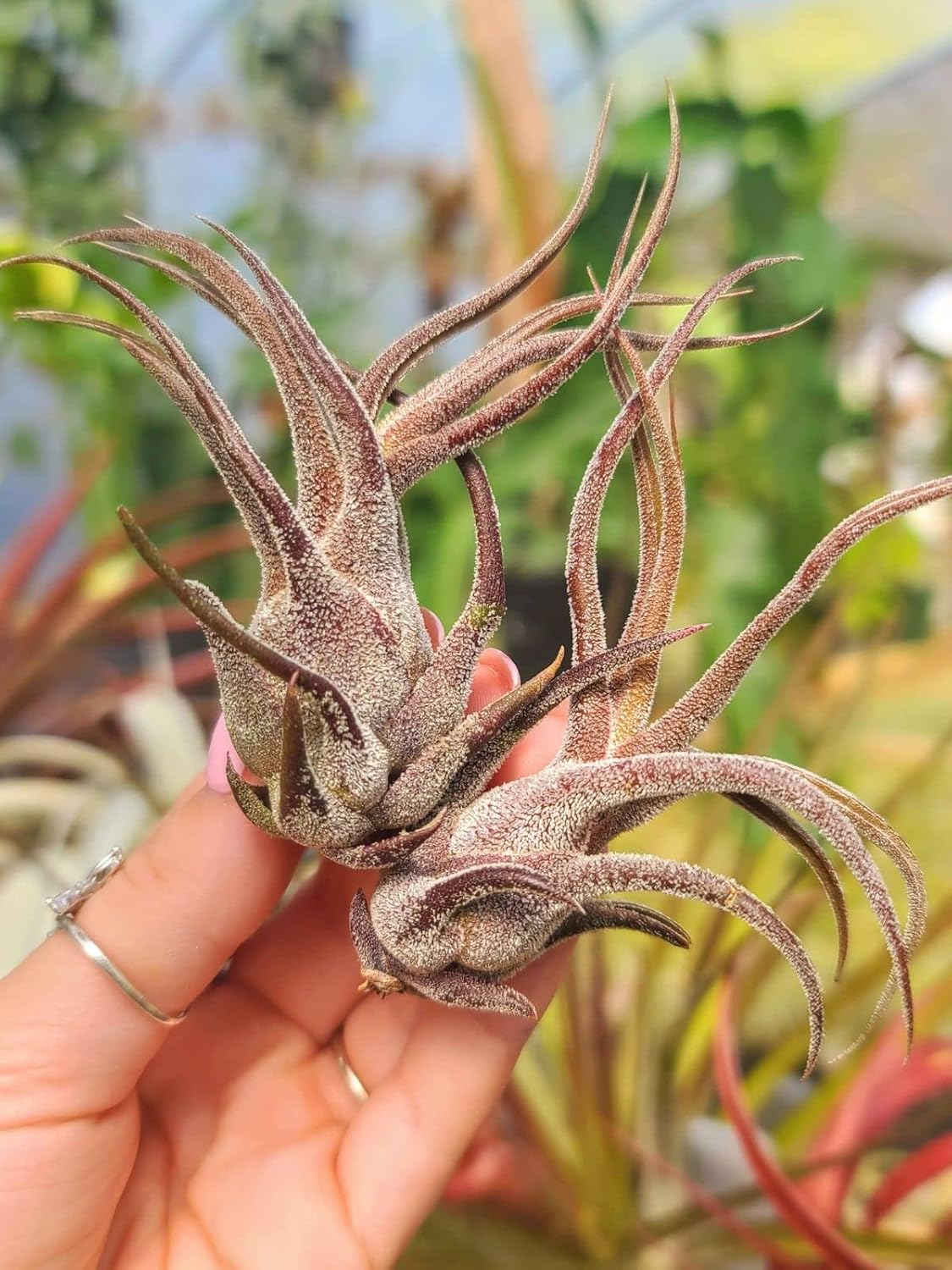 Plantas de aire vivo  3 Pruinosa  Plantas de aire de 3 a 4 pulgadas  El color y la forma varían según la temporada  Garantía de 30 días en