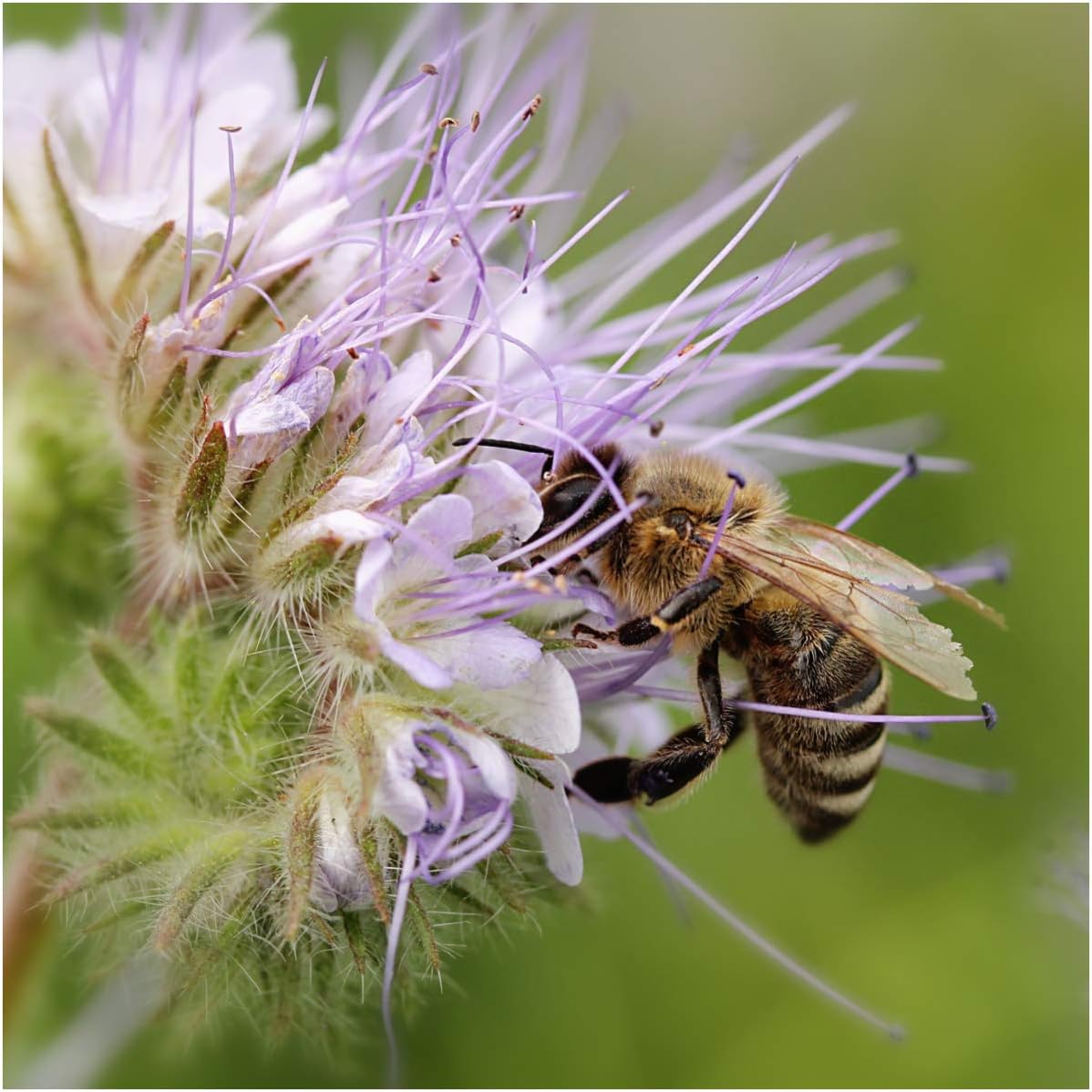 Seed Needs, Lacy Phacelia (Phacelia tanacetifolia) Paquete doble de 800 semillas cada una