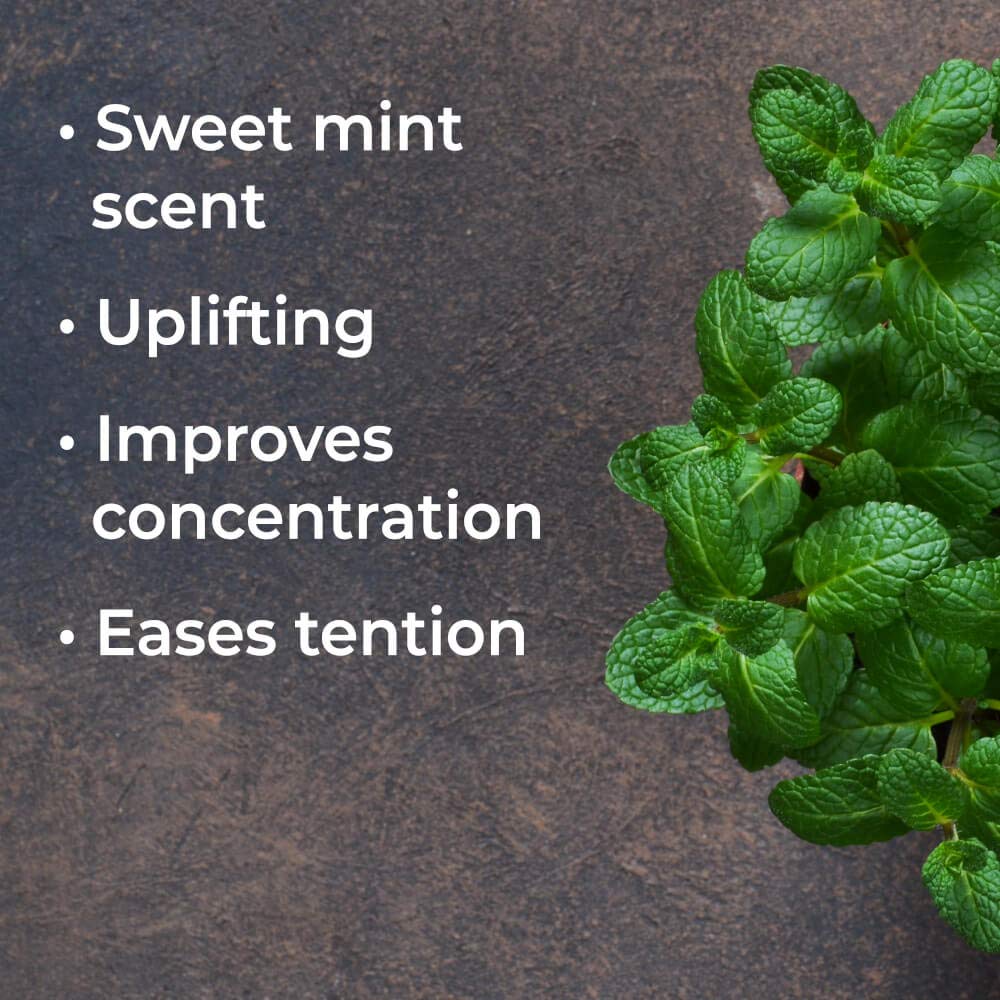 Plant Therapy Aceite esencial de menta verde 1.0 fl oz (1 oz) 100% puro, sin diluir, grado terapéutico