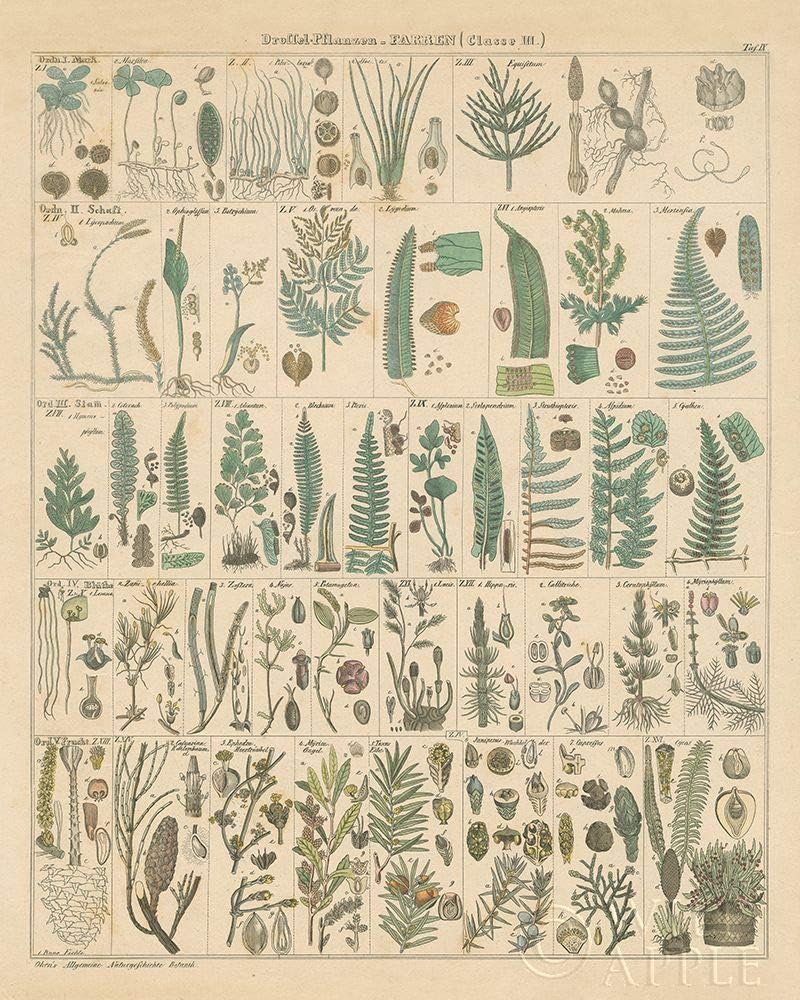 Posterazzi PDX57997SMALL – Póster (7.1 x 9.4in), diseño de helechos