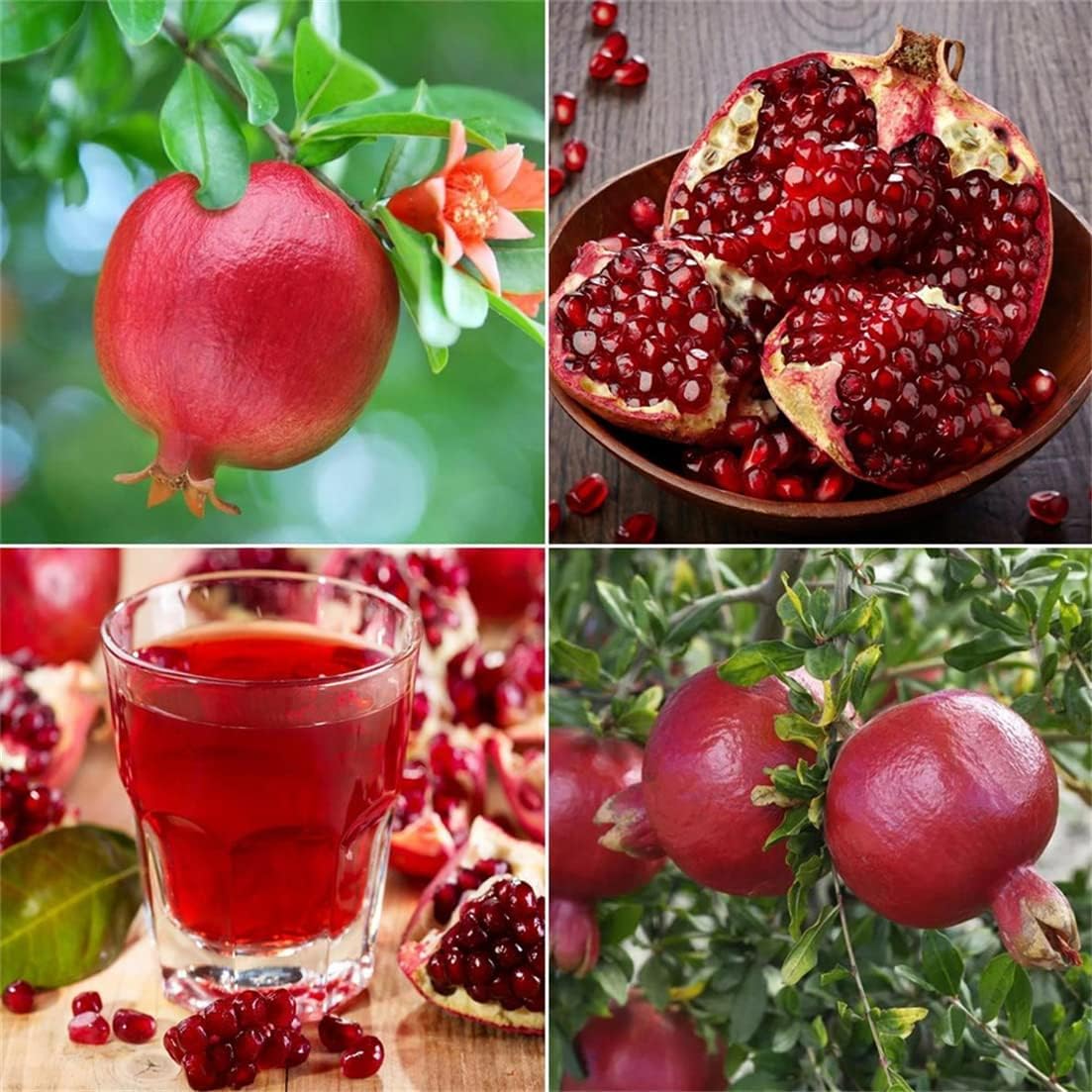 Semillas de frutas para plantar – Semillas de frutas de jardín (granada – 30 semillas)