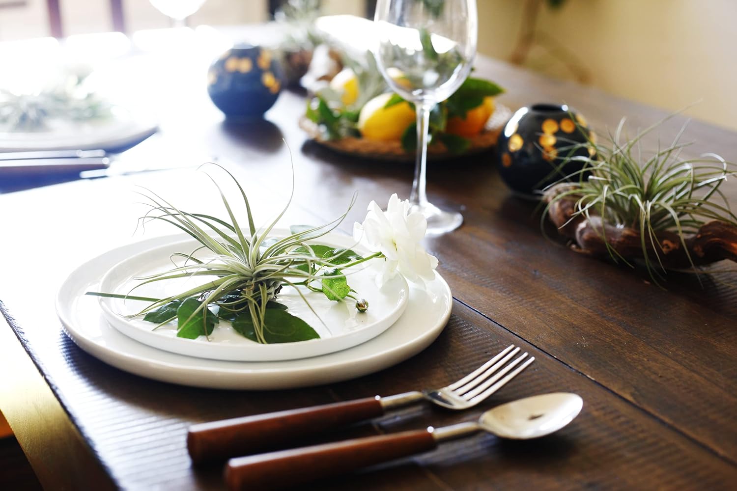 Shop Suculents – Plantas seleccionadas a mano, variedad de especies, plantas de interior tropicales para decoración del hogar y terrarios