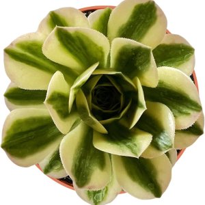 Suculentas raras Aeonium ‘Mbach’ (4 pulgadas), plantas suculentas vivas completamente enraizadas en macetas, regalo único para recuerdos de boda, Suculentas raras Aeonium ‘Mbach’ (4 pulgadas), plantas suculentas vivas completamente enraizadas en macetas, regalo único para recuerdos de boda,