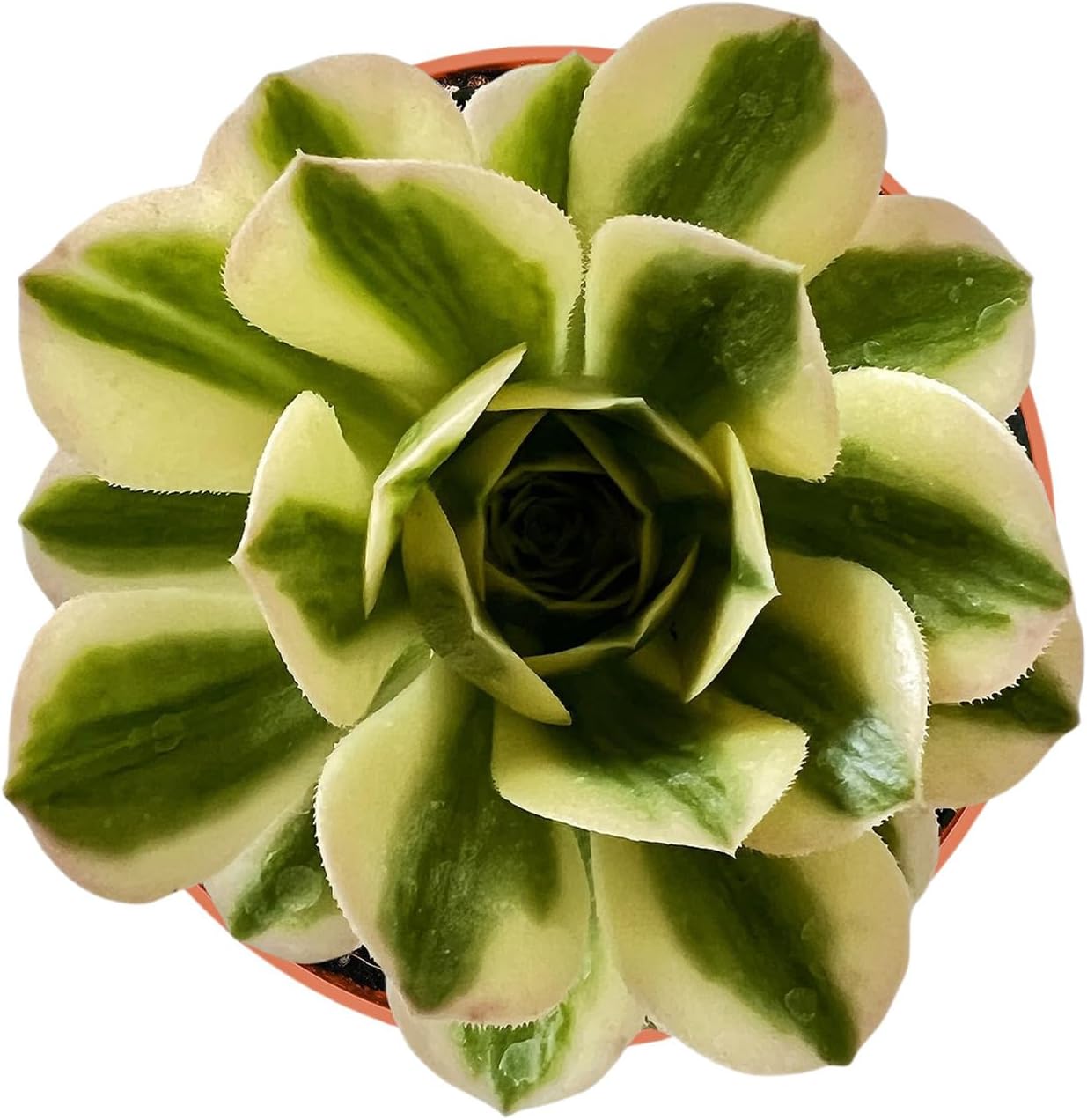 Suculentas raras Aeonium ‘Mbach’ (4 pulgadas), plantas suculentas vivas completamente enraizadas en macetas, regalo único para recuerdos de boda,