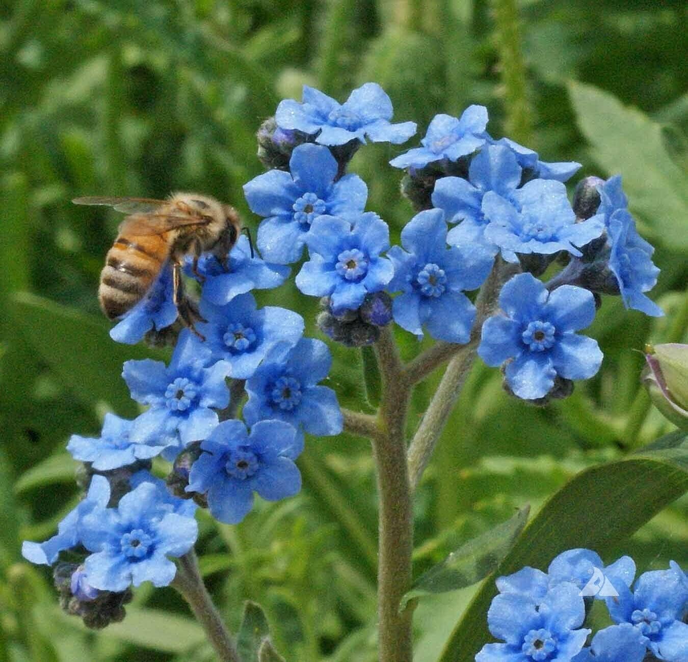 500 Blue Chinese Forget Me Not Hound’s Tongue Flower Seeds Cynoglossum amabile