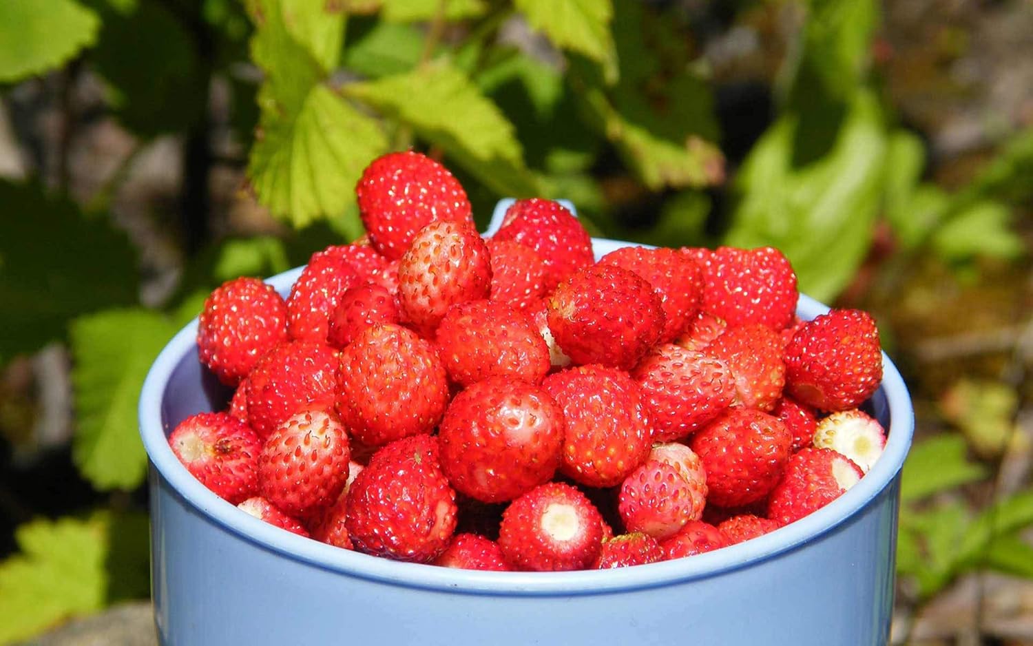 Fruit Alpine Giant Strawberry Regina Red – 100 Semillas