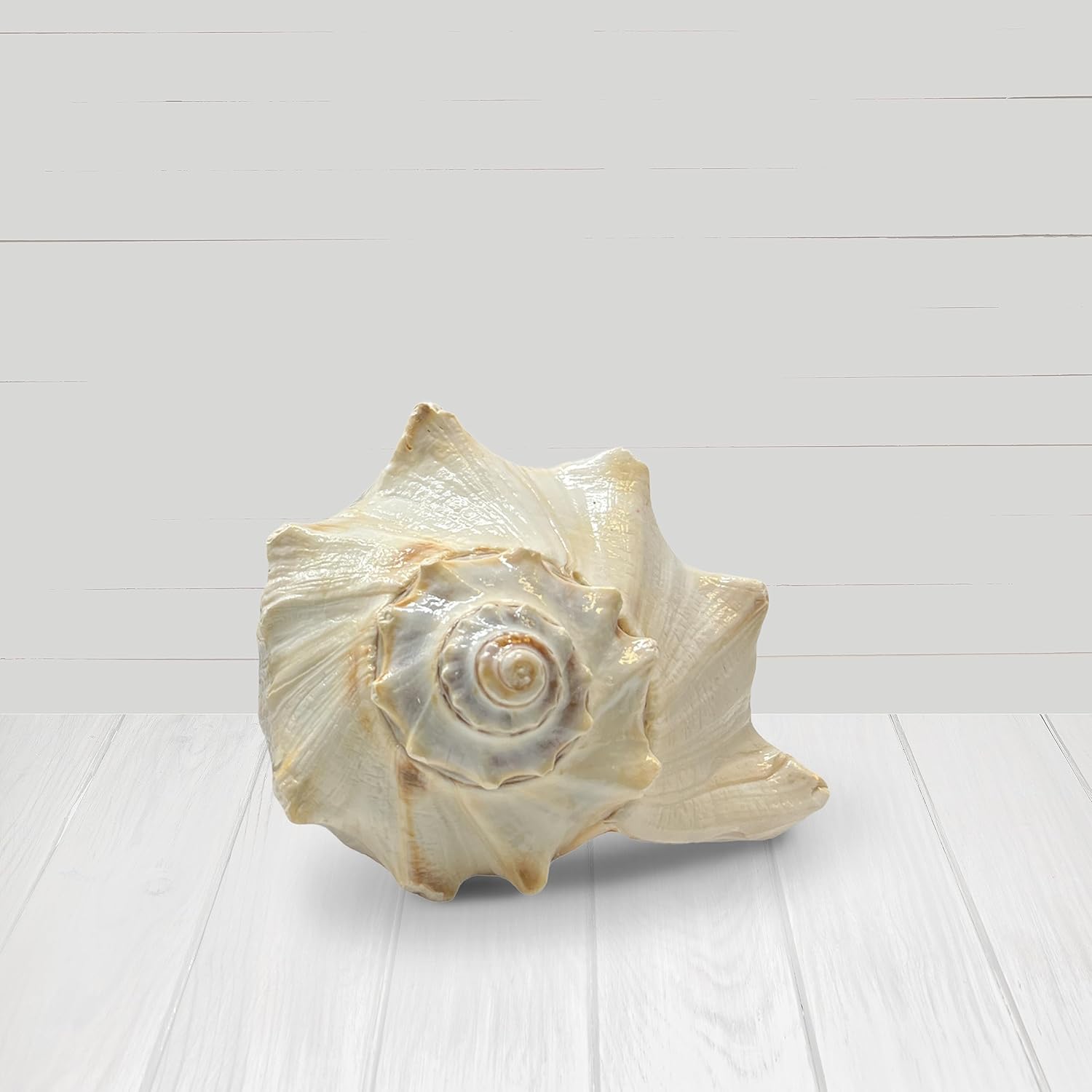 Concha de ballena atlántica, conchas marinas grandes, conchas marinas para decoración, conchas grandes para decoración de habitaciones playeras,
