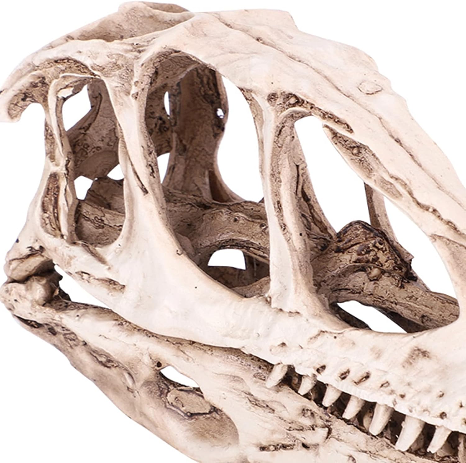 TOPINCN Modelo de calavera de dinosaurio, esqueleto de animal simulado, realista y vívido, perfecto para decoración de oficina en casa, accesorio de