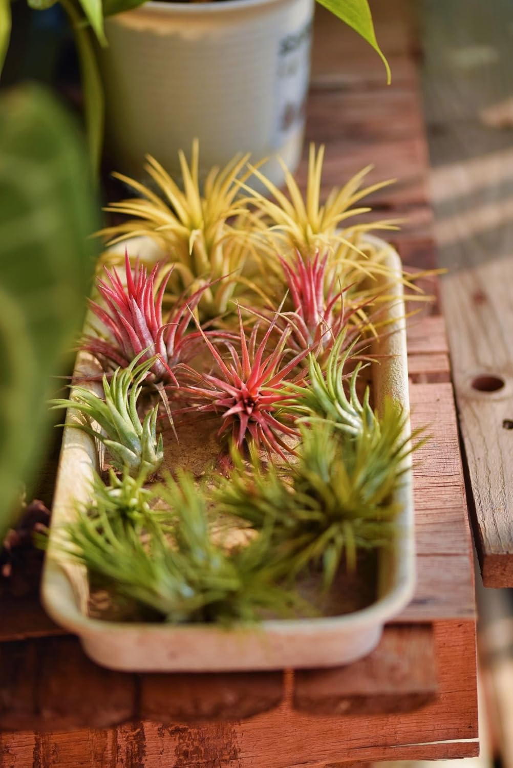 Air Plants Live – Decoración para el hogar y el jardín – Plantas de casa vivas – Fácil cuidado (6 piezas)