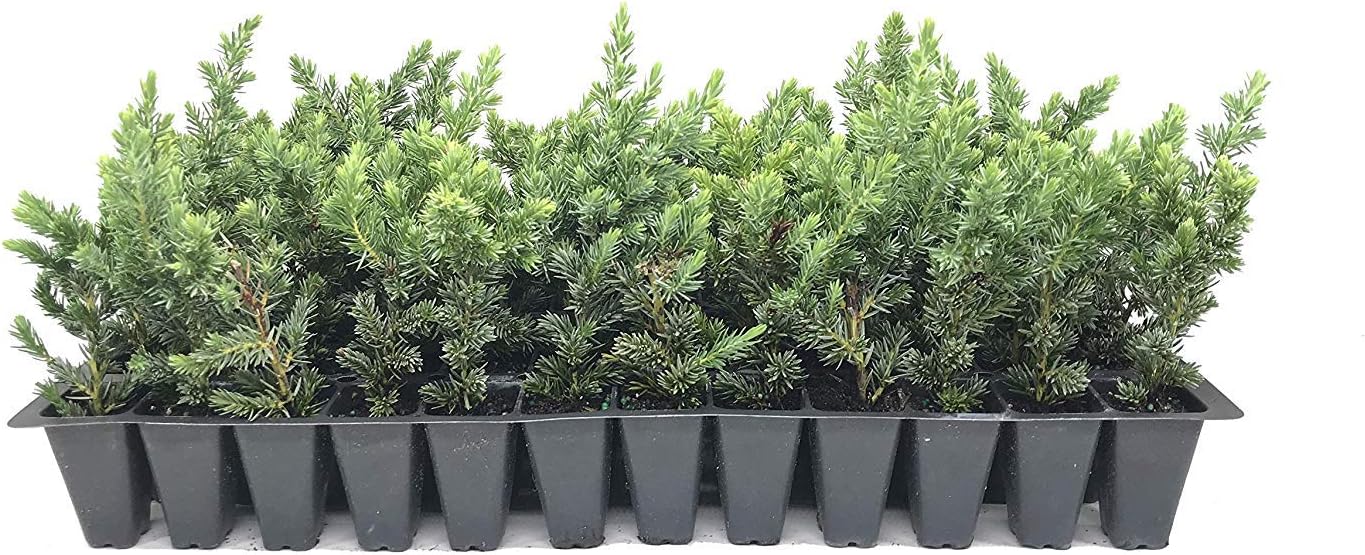 Juniper Blue Pacific – 3 plantas vivas – Tamaño de maceta de 2 pulgadas – Cubierta de suelo de hoja perenne ‘Shore Juniper’