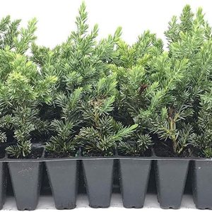 Juniper Blue Pacific – 3 plantas vivas – Tamaño de maceta de 2 pulgadas – Cubierta de suelo de hoja perenne ‘Shore Juniper’ Juniper Blue Pacific – 3 plantas vivas – Tamaño de maceta de 2 pulgadas – Cubierta de suelo de hoja perenne ‘Shore Juniper’