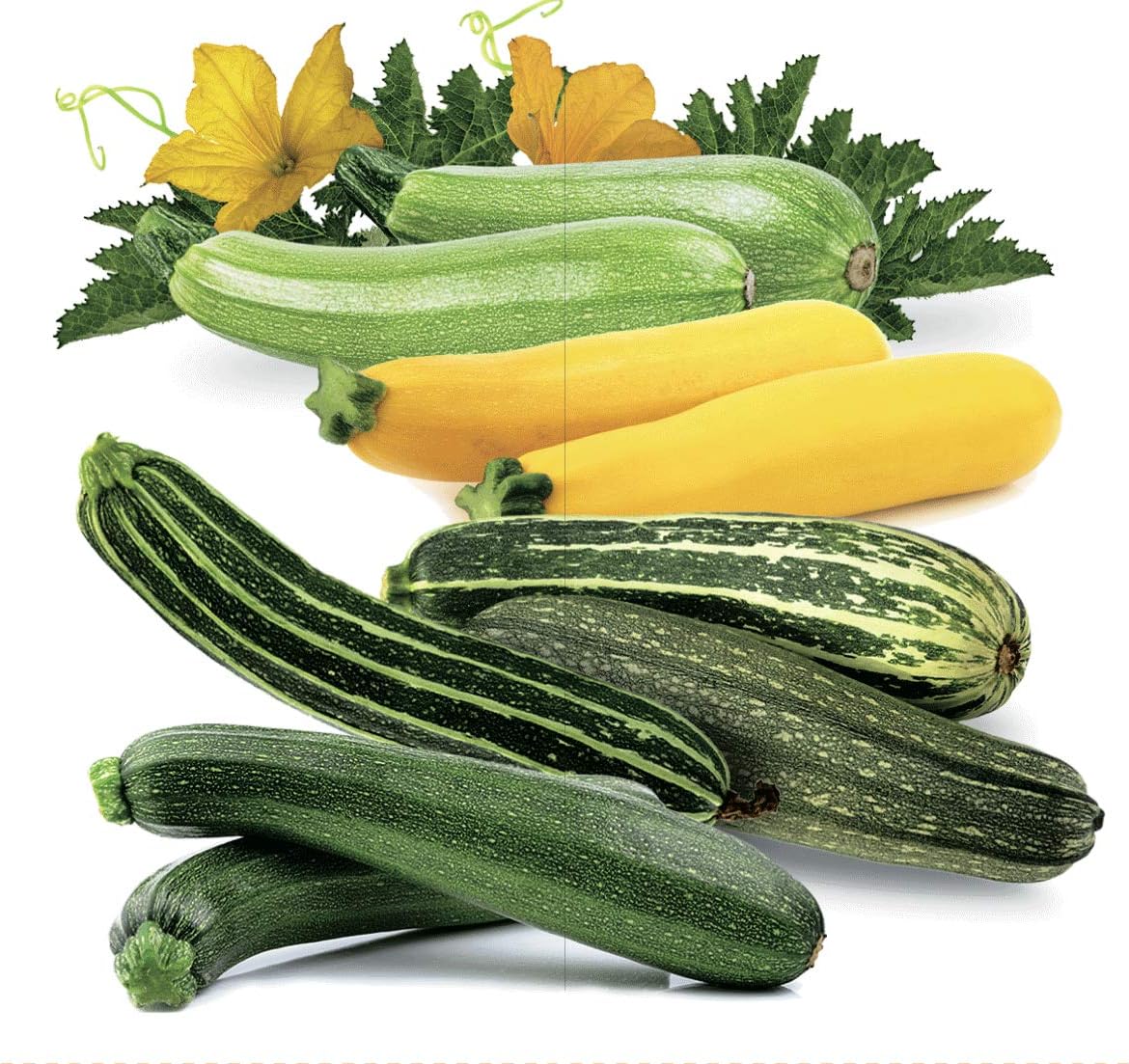 Semillas Calabacín Calabacín Calabacín Calabaza Mezcla de Verano 35 Días Rápido Heirloom Vegetal Sin OMG