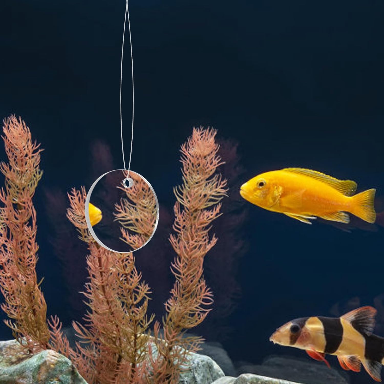 POPETPOP Betta Espejo de ejercicio 1 juego de doble cara círculo Betta espejo con bola flotante para acuario pecera 5CM