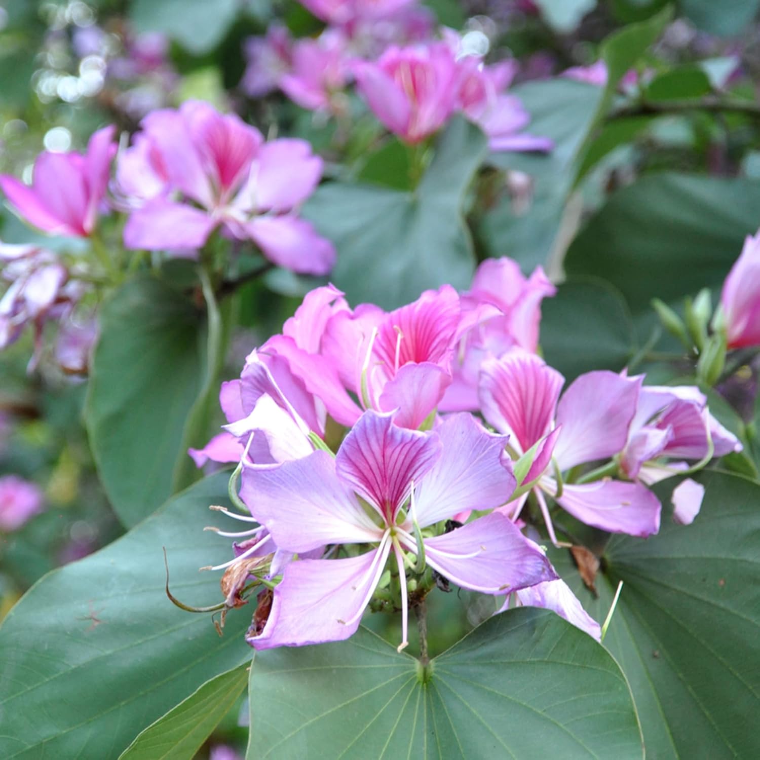 YEGAOL Garden – Semillas de orquídea, árbol de mariposas vistosas y fragantes, atraen mariposas, de bajo mantenimiento, para exteriores, 10 semillas