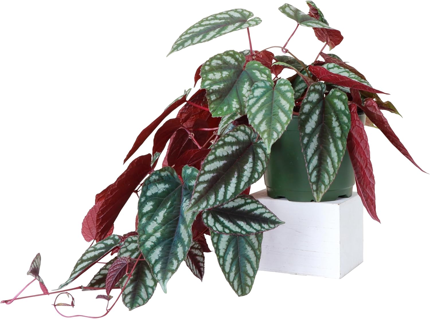Thorsen’s Greenhouse Live Cissus Discolor, Rex Begonia Vine, planta viva para interiores, 6 pulgadas de diámetro
