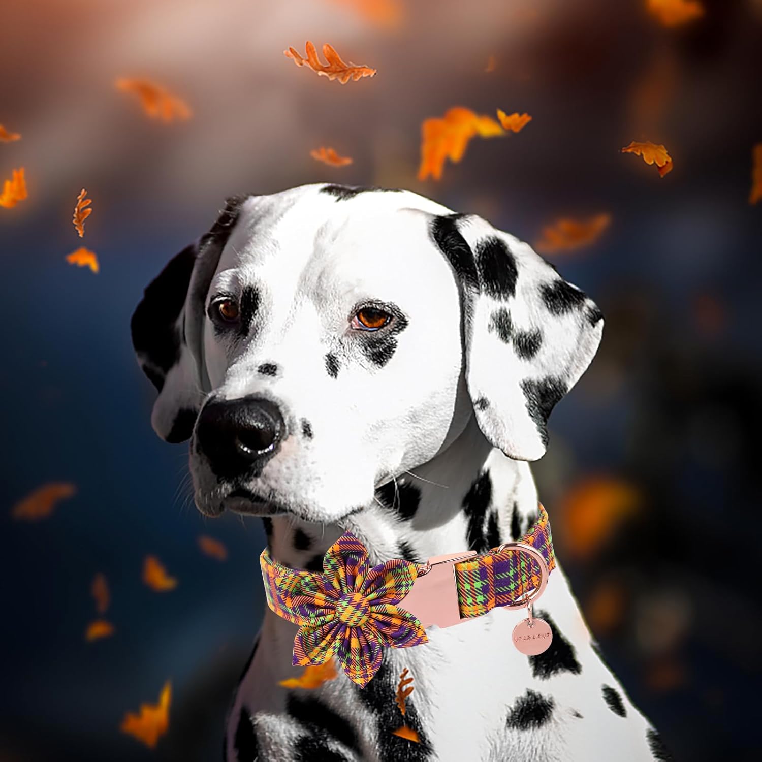 Collar de perro de Halloween con flor, collar de perro a cuadros de Halloween para hembras pequeñas, collar de perro de otoño e invierno con hebilla