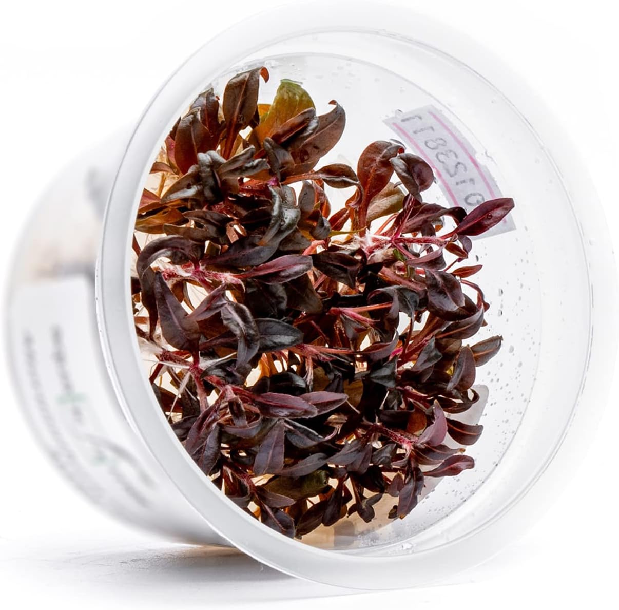 Alternanthera Reineckii ‘Mini’ Cultivo de tejido de tallo rojo acuático vivo planta acuática – 100% libre de caracoles in Vitro Cup (AR Mini)
