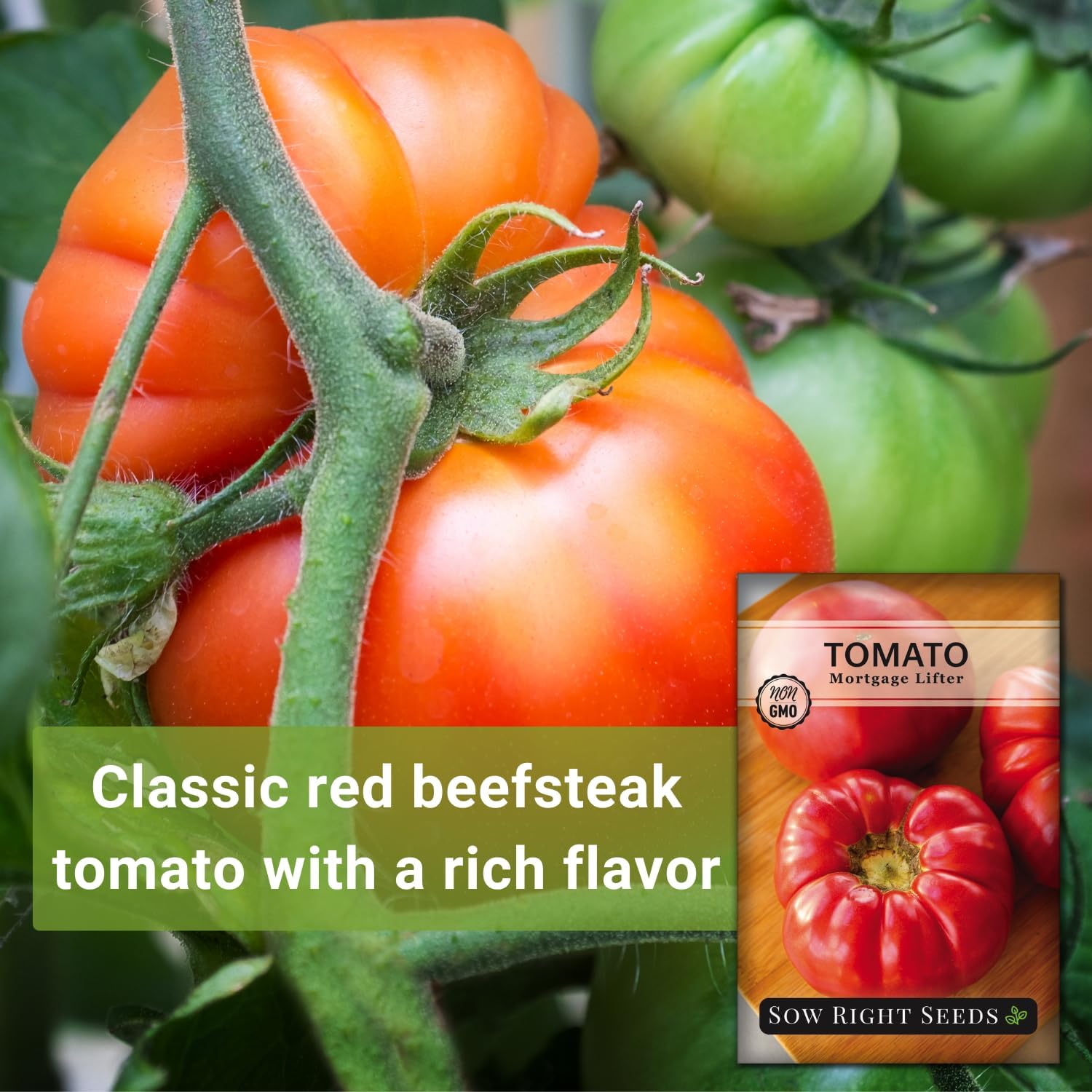 Sow Right Seeds – Semillas de tomate Mortgage Lifter para plantar – Frutas sabrosas carnosas de 1 a 2 libras – Heirloom sin OMG – Instrucciones para