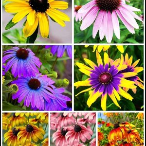 0.18 oz Mixto de Ojos Negros Susan (Thunbergia Alata) Semillas Flores Decoración Jardín 0.18 oz Mixto de Ojos Negros Susan (Thunbergia Alata) Semillas Flores Decoración Jardín