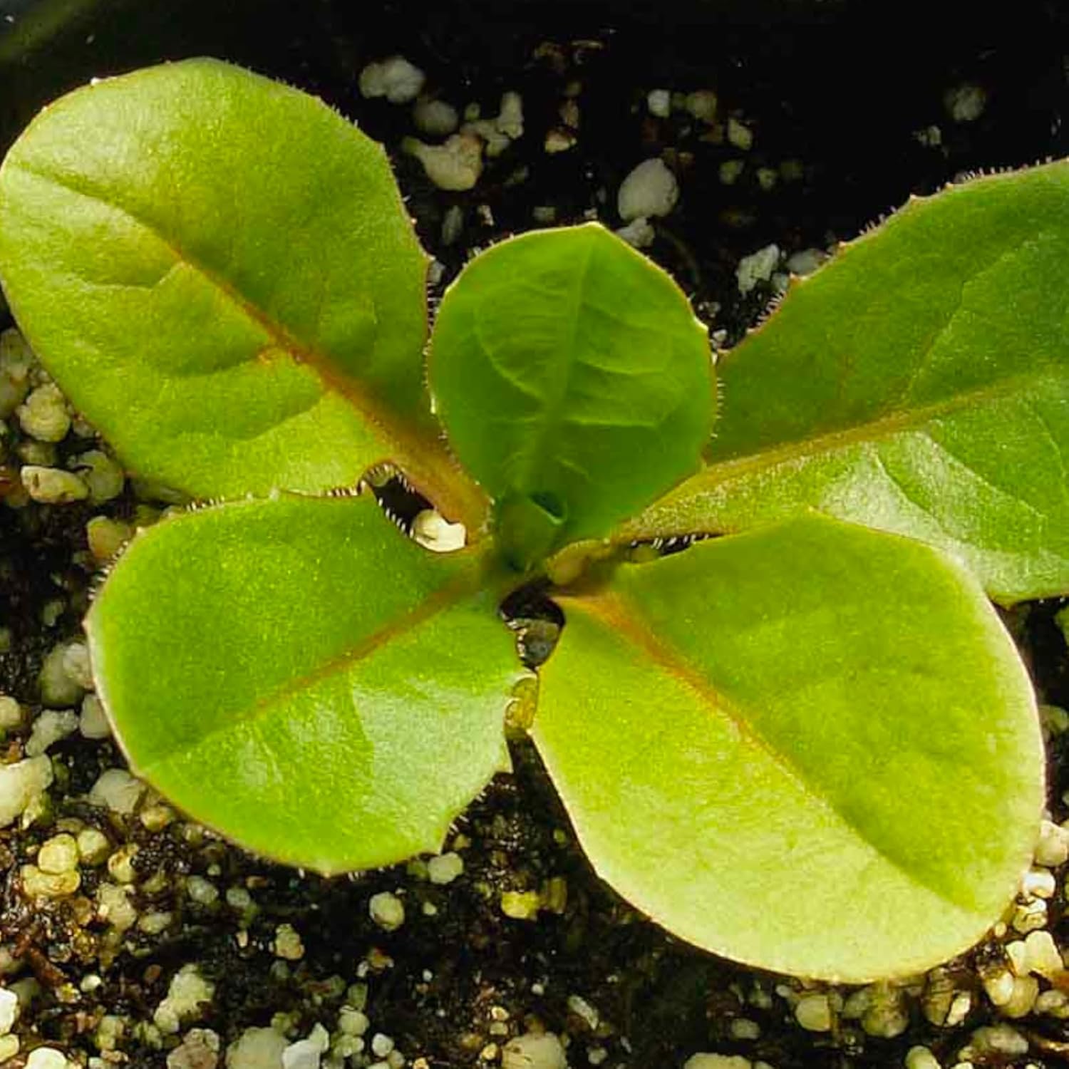 Seed Needs, Semillas de achicoria, 500 semillas tradicionales para plantar Cichorium intybus, sin OMG y sin tratar, diente de león italiano (paquete