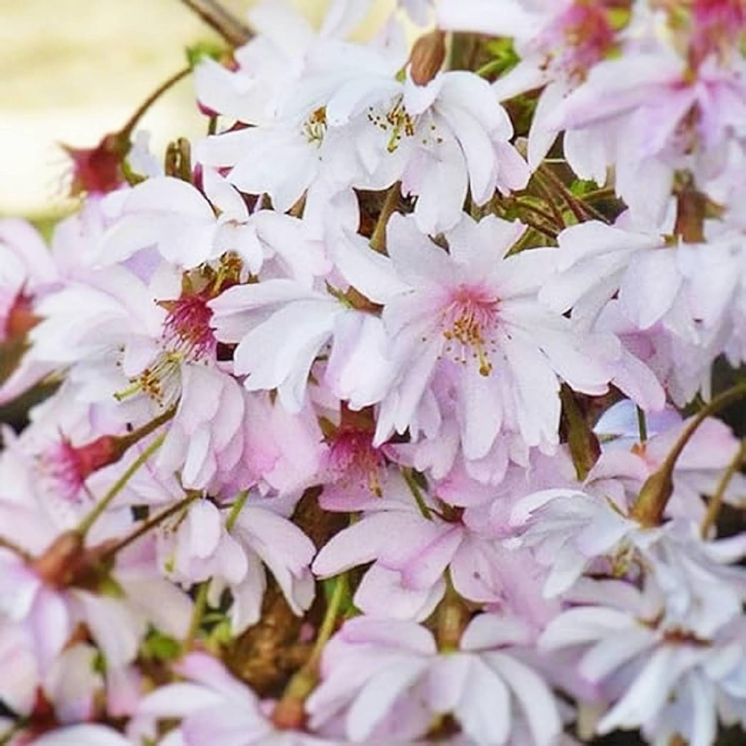 CHUXAY GARDEN 5 semillas de cerezo Higan Prunus Subhirtella Spring Cherry Beauty Cherry Blossom Semillas de árbol para plantar floración llamativa