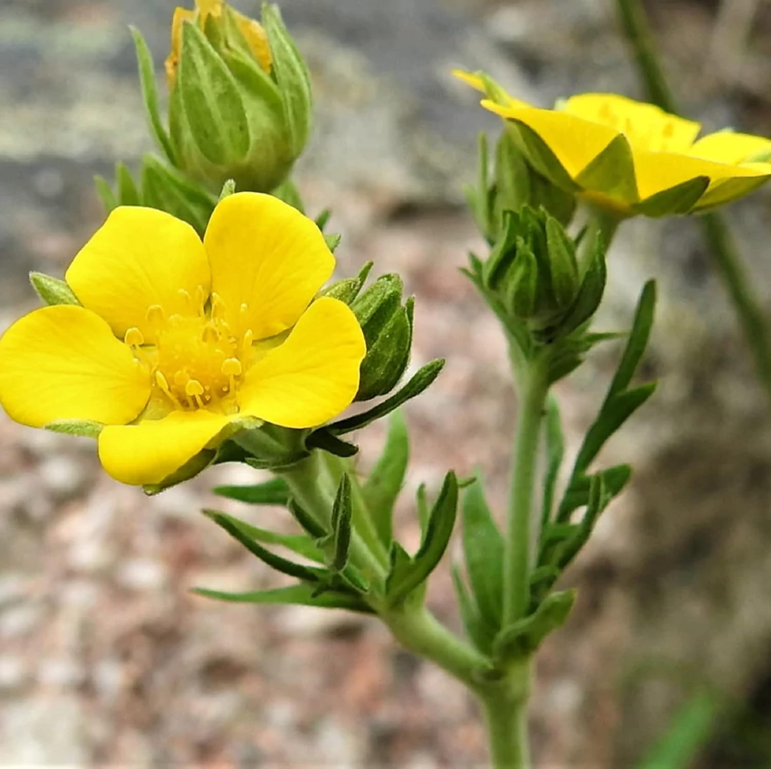 CHUXAY GARDEN 30 semillas Bigflower Cinquefoil ‘Potentilla Fissa’, frondoso Cinquefoil Precioso paisaje de flores amarillas rocas que crece en