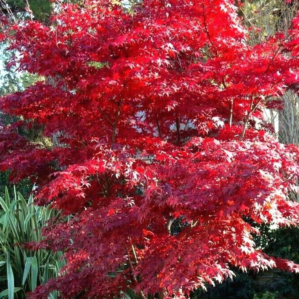 KVITER 10 semillas de árbol de arce japonés rojo Palmatum atropurpureum planta bonsái resistente al frío  Semillas frescas orgánicas para plantar