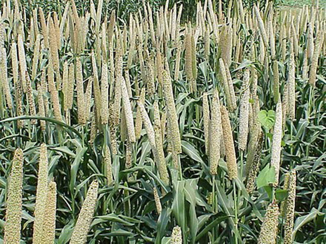 Mijo orgánico cultivado en Estados Unidos, semillas de grano entero sin OMG descascarillado sin gluten crudo a granel