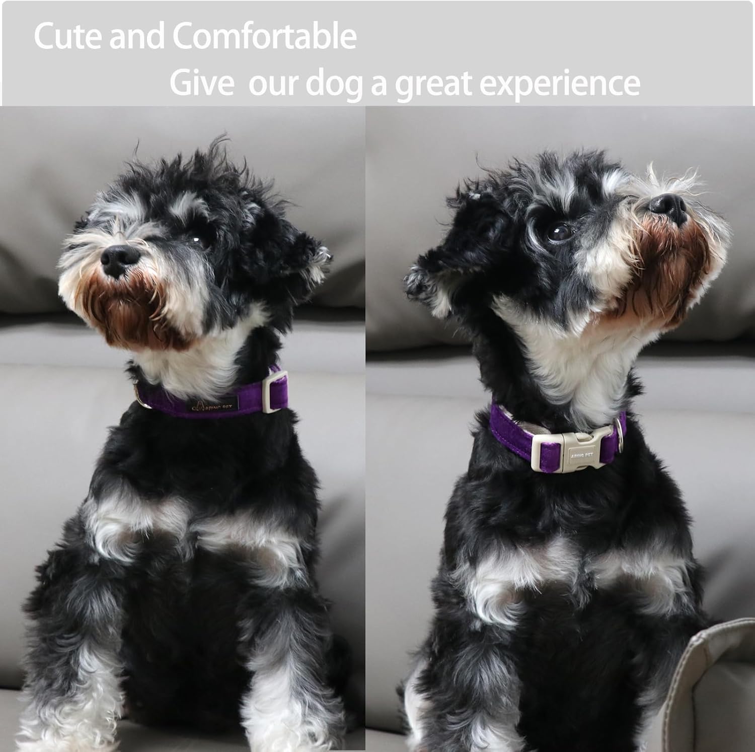 ARING PET Collar de algodón morado para perro, ajustable, lindo collar para perro pequeño con hebilla duradera