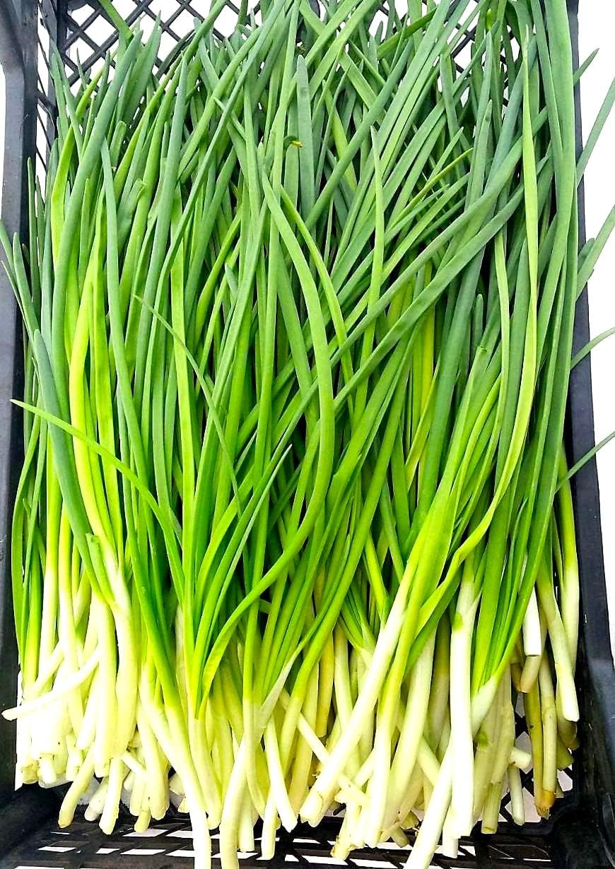 Cebolletas verdes en agrupamiento de cebolletas alrededor de 250 semillas sin OMG para plantar