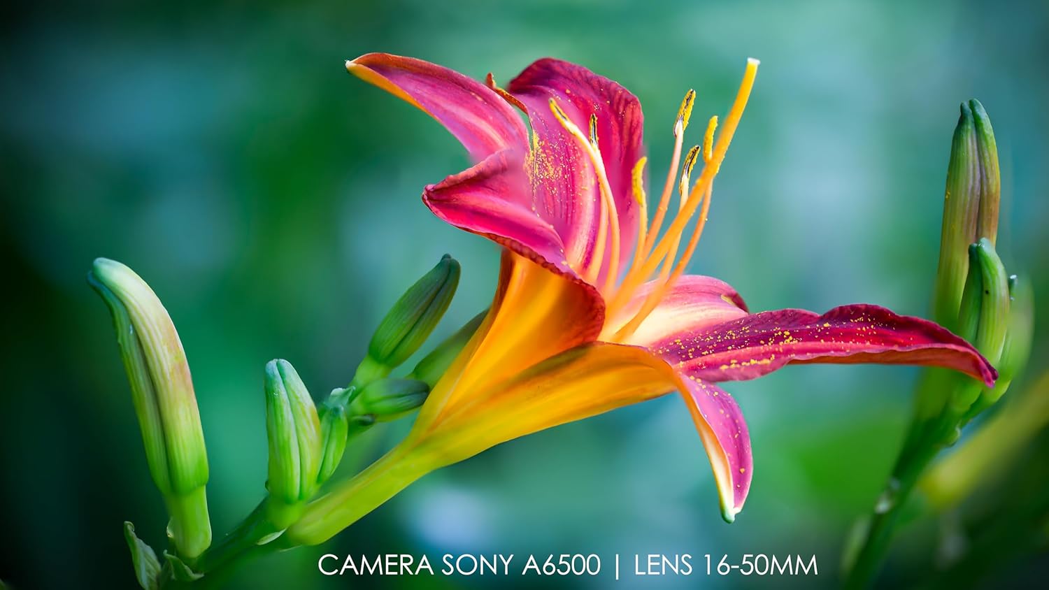 10 lentes de alta definición de 2 elementos de primer plano (Macro) para Nikon, Canon, Sony, Panasonic, Fujifilm, Pentax y Olympus DSLR (1.594 in)