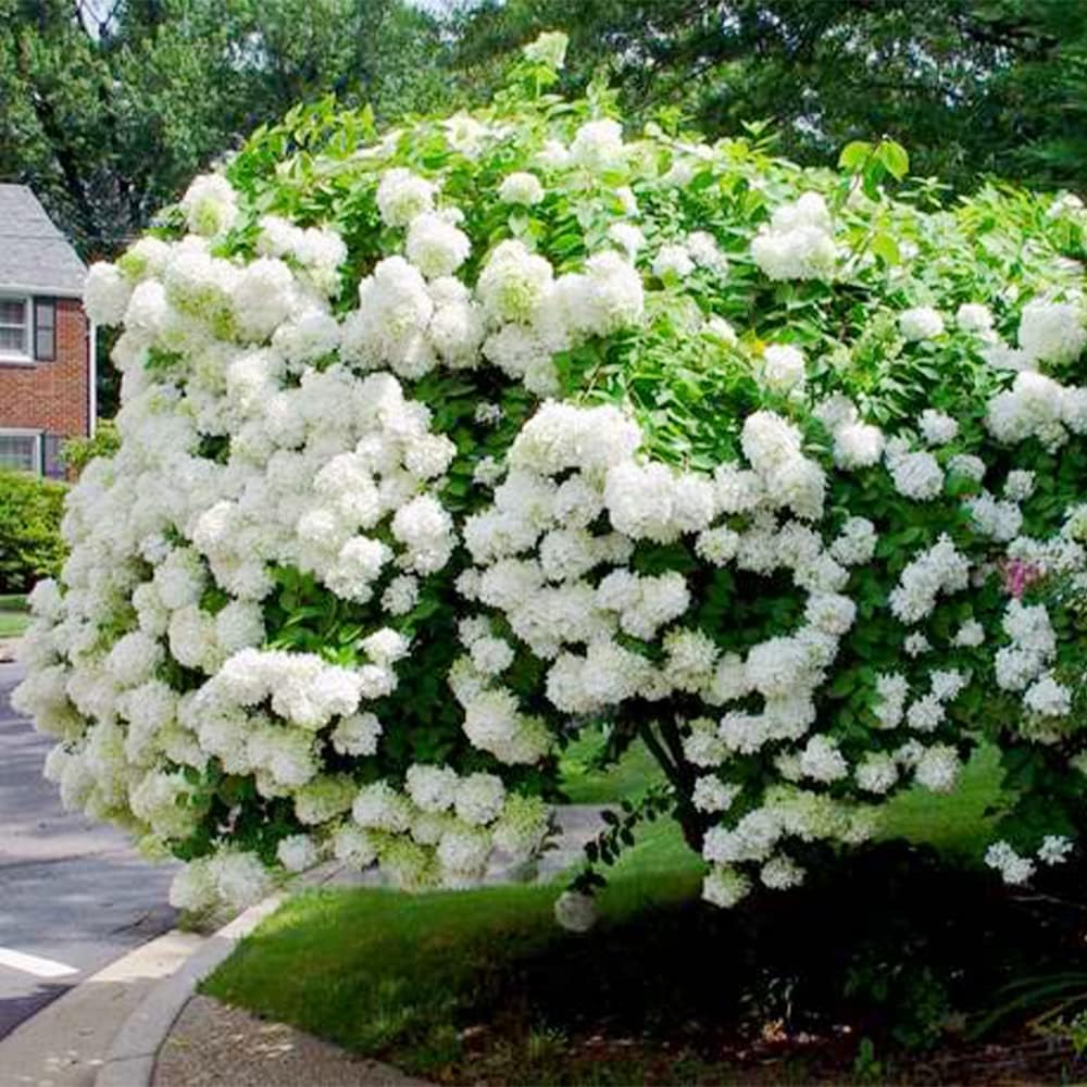 50 semillas de hortensias de hoja de roble (quercifolia de hortensia) arbustos de flores perennes – Resistente y tolerante a la sequía – Pantalla de