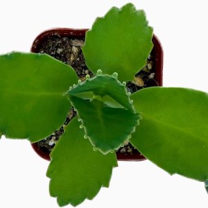 Colecciones de cactus suculentas de 2 pulgadas (sombrero mexicano Kalanchoe Diagremontiana) Colecciones de cactus suculentas de 2 pulgadas (sombrero mexicano Kalanchoe Diagremontiana)