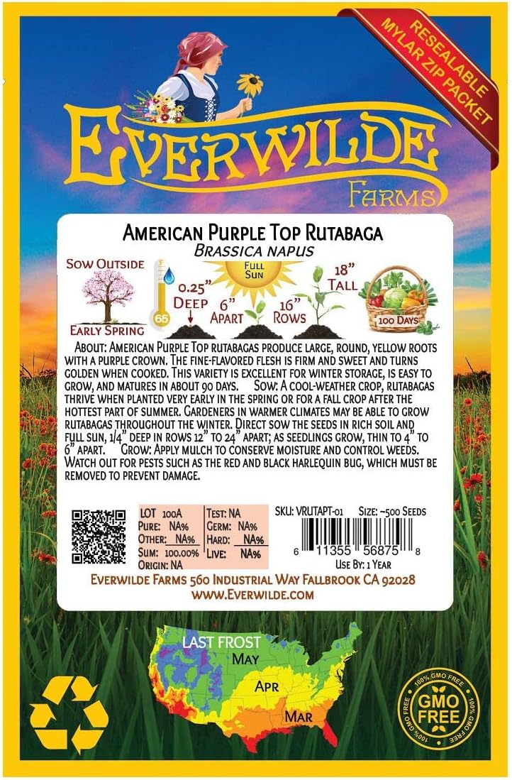 Everwilde Farms – 500 semillas de Rutabaga American Purple Top – Paquete de semillas jumbo Gold Vault