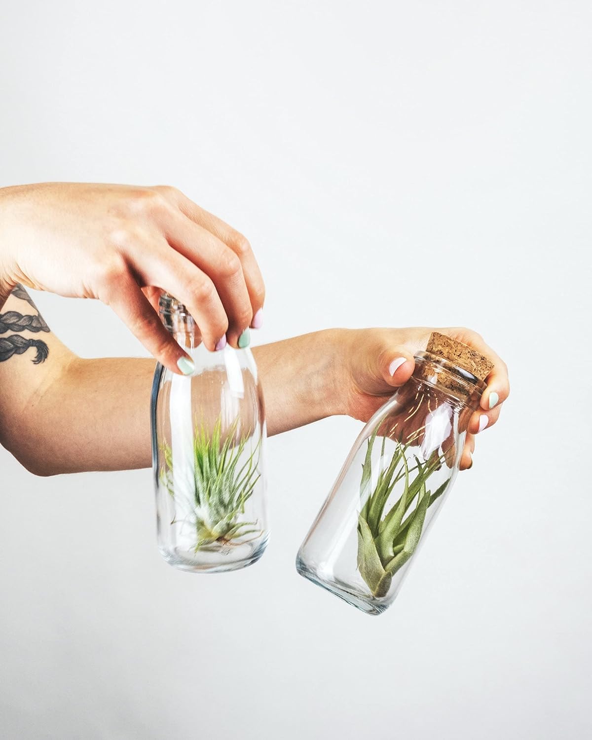 Shop Suculents – Plantas seleccionadas a mano, variedad de especies, plantas de interior tropicales para decoración del hogar y terrarios