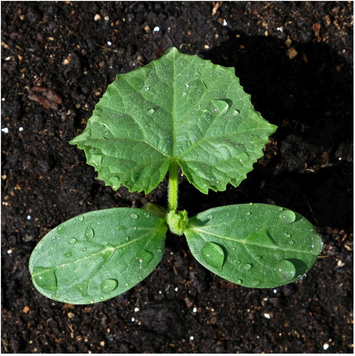 Everwilde Farms – 100 semillas de pepino híbrido Calypso – Paquete de semillas jumbo Gold Vault
