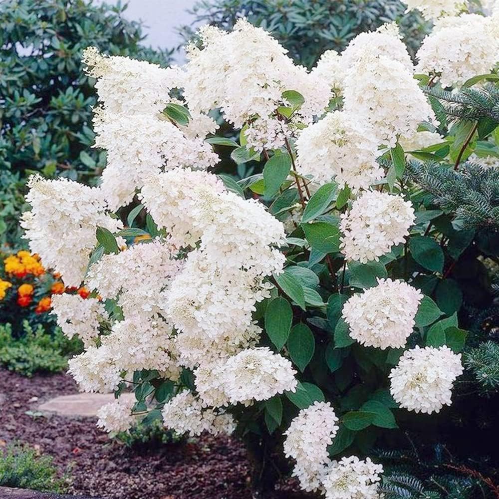 50 semillas de hortensias de hoja de roble (quercifolia de hortensia) arbustos de flores perennes – Resistente y tolerante a la sequía – Pantalla de