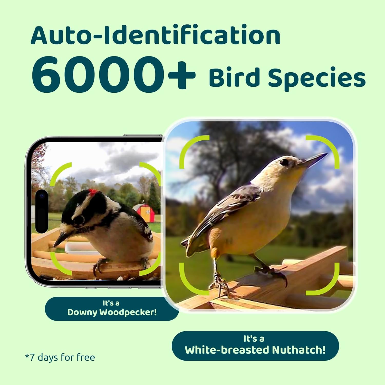 NETVUE Birdfy – Comedero inteligente mejorado para pájaros con cámara alimentado por energía solar, captura automáticamente cada pájaro y notifica a