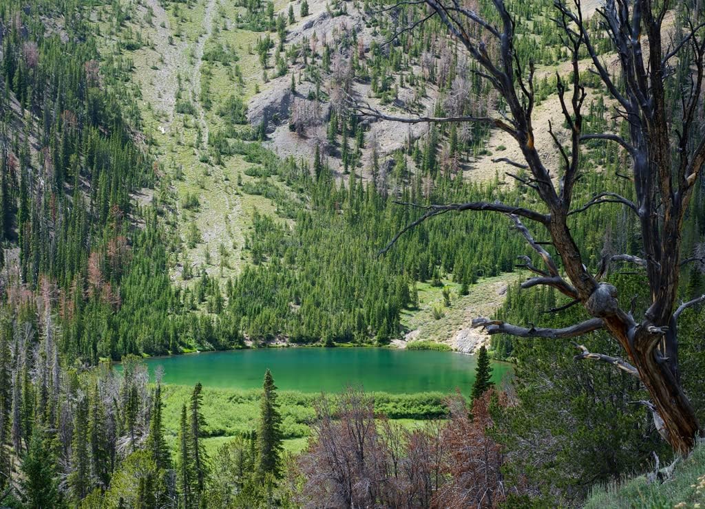 Noah – Rompecabezas de 1000 piezas con vista panorámica a través del bosque de pinos de un lago alpino en las montañas rocosas de Idaho, EE. UU